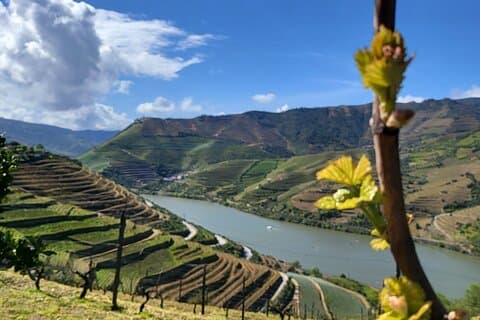 Private Taxi Tour in the Douro with a Visit to 2 Family Vineyards
