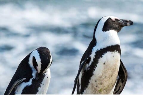 3-dages Garden Route & Robberg Nature Reserve Tour fra Cape Town
