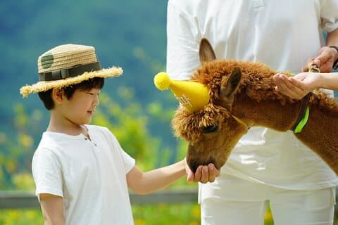 Private Tour: Nami Island& (Alpaca World 'or' Morning Calm)&Lunch