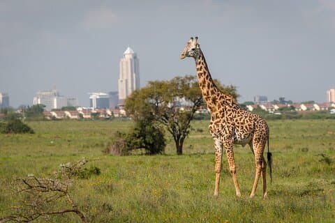 Dagstur till Nairobis nationalpark