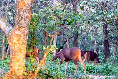 Full Day Jungle Walk in Chitwan National Park with Guide