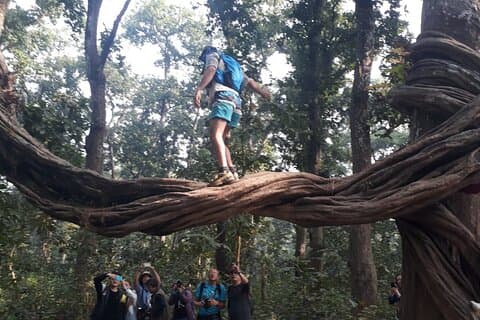 Tiger Tracking Tour in Chitwan National Park