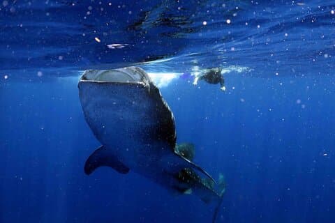 Whale Shark Snorkeling Tour in Cancun with Minivan and Boat