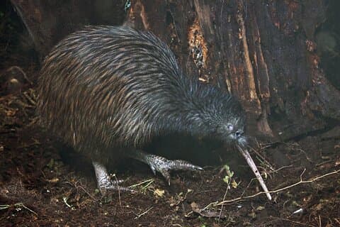 Tawharanui Wild Kiwi incontro di avvistamento degli uccelli