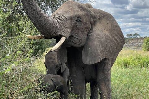 Tagestour zum Tarangire Nationalpark ab Arusha