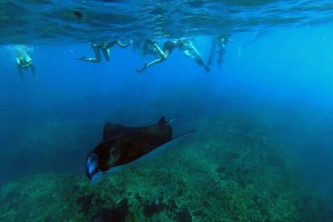 Nusa Penida 4 Spot Snorkeling avec Manta et visite de l'île