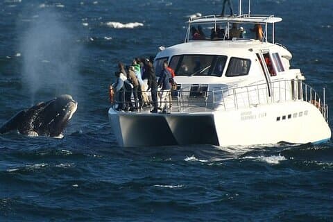 Cape Town to Hermanus Whale Watching and Wine Tasting Tour