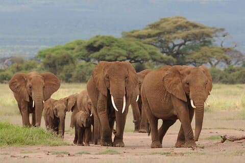 Excursão de 6 dias aos Parques Nacionais Amboseli Tsavo West e Tsavo East