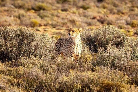 All inclusive Big 5 Aquila Safari Game Drive and Wine Experience