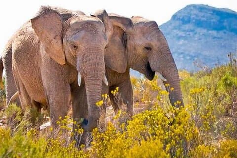 Aquila Game Reserve Big 5 Safari met wijn en exclusief ticket