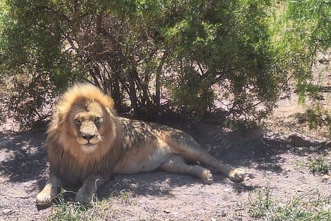 Heldags privat resa från Kapstaden till Aquila Game Reserve