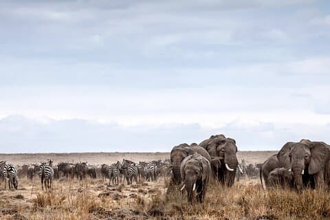 Safari economico di 6 giorni sul Lago Manyara Serengeti Ngorongoro e Tarangire
