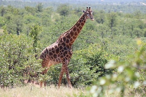 Circuit de 6 jours et 5 nuits à Hoedspruit