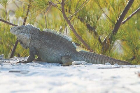 3HR Clear Kayak Mangrove och Iguana Island Tour i Leeward