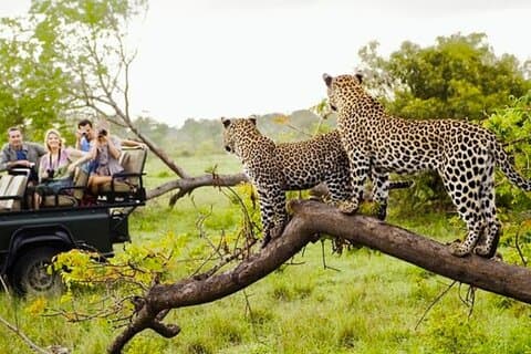 Ella til Yala nasjonalpark privat transport