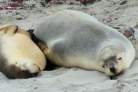 One Day Kangaroo Island Highlights Tour