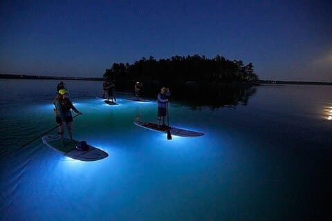 夕暮れ時にゴードン湾のグローナイトクルーズに出かけよう
