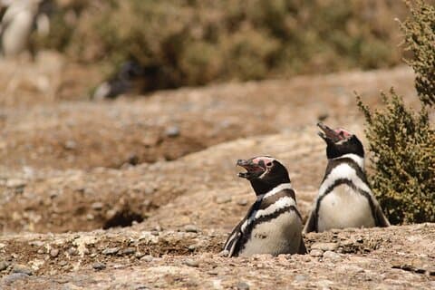 Excursão privada de um dia à colônia de pinguins Punta Tombo saindo de Puerto Madryn
