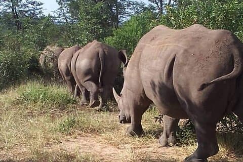 Rhino Walking Safari