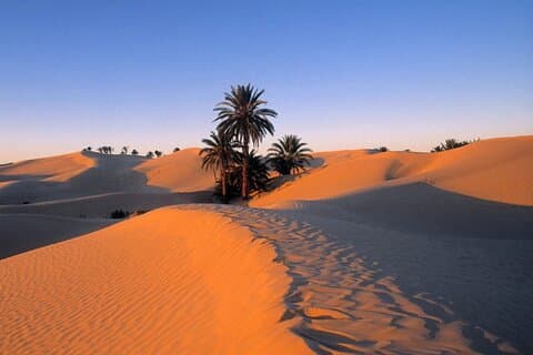 2 days in the desert with night in Bedouin tent.