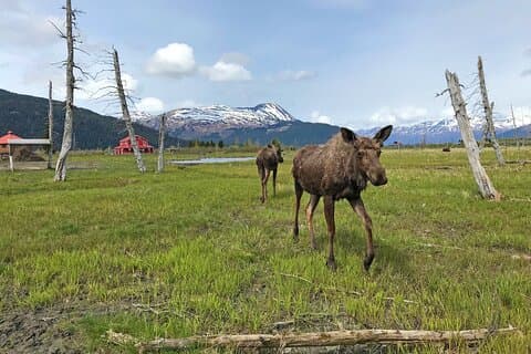 アンカレッジからスワードまでの野生動物アドベンチャー