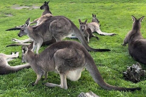 Puffing Billy og Phillip Island Day Tour (Melbourne Chinese Tour)