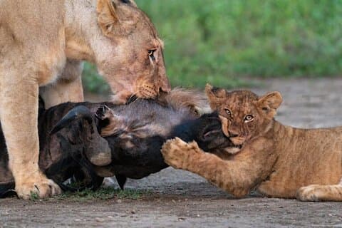 7-daagse Serengeti Wildebeest-migratiekampeersafari