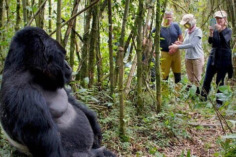 10 dias Big 5 Gorilla e Chimpanzee Safari Tour