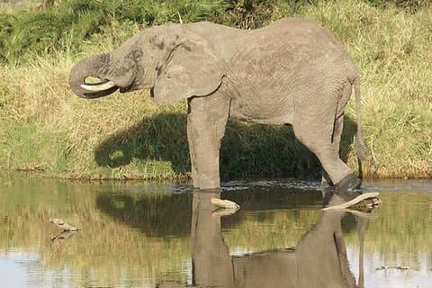 6 días de safari de lujo por la vida silvestre en Tanzania