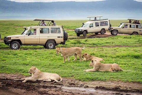1-Day Special Offer Safari to Ngorongoro Crater.
