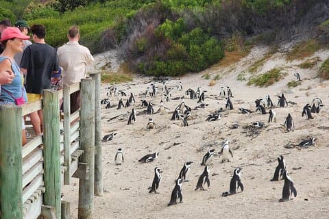 Half day Boulders Penguins and Cape Point Private Tour
