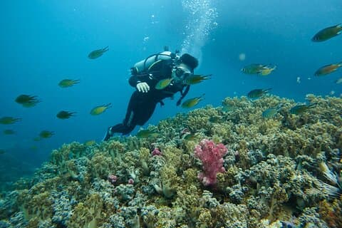 ニャチャンのワイルドアイランドで最高のダイビング旅行