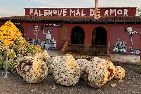 Tur till destilleri och agavefält av Mal de Amor Mezcal