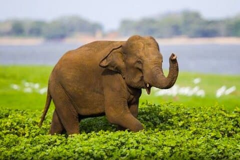 Sigiriya Rock & Cave Temple med Jeep Safari Privat dagstur