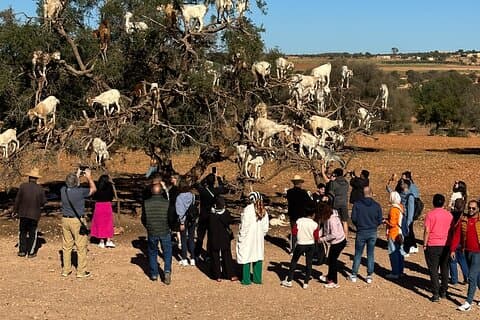 Privat guidet Essaouira-dagstur
