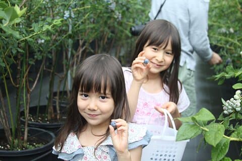 Blueberry picking and picking experience garden