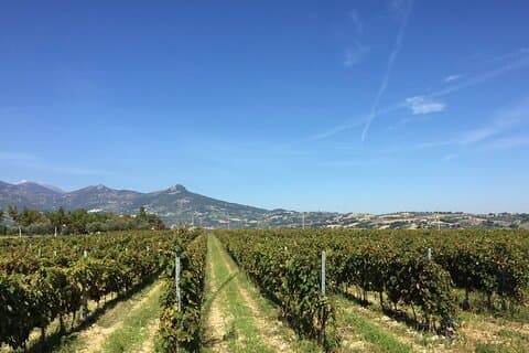 Visit and tasting 30 minutes from Pescara Entry