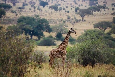Safari de 3 dias na cratera Tarangire e Ngorongoro