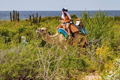 Balade à dos de chameau à Cabo San Lucas et rencontre sur la plage et le désert