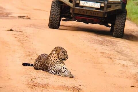 Privé Wilpatu Nationaal Park Luipaardsafari vanuit Colombo/Negambo