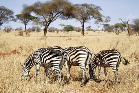 Safari privado de 4 días en los parques nacionales Mikumi y Ruaha