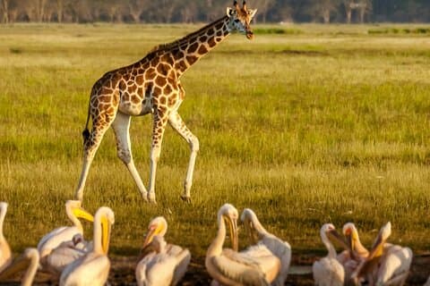 Lake Nakuru Nationaal Park Volledige dagtour