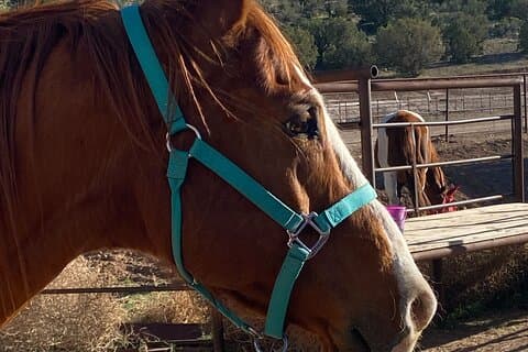 Visite à cheval du Grand Canyon