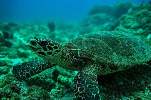 Snorkeling Tour at Caño Island
