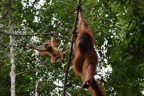 Wonderful 2Days 1Night Bukit Lawang Jungle Trekking Free Rafting