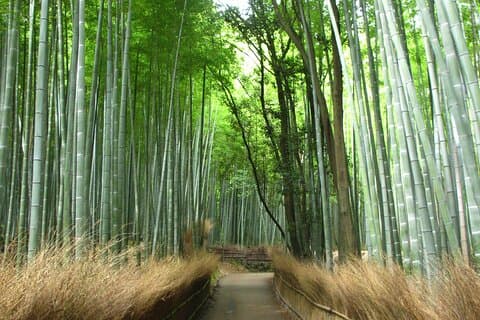 Excursão de Kyoto: Arashiyama, Kinkaku-ji, Santuário Fushimiinari