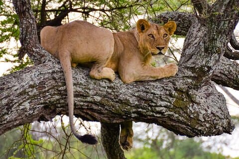 2 Days Wildlife Safari in Tanzania