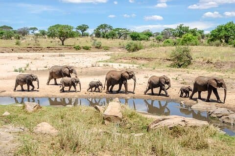 4 Days Tanzania Safari Tarangire and Serengeti Adventure