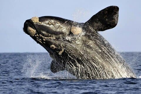 Whale Watching Hermanus :