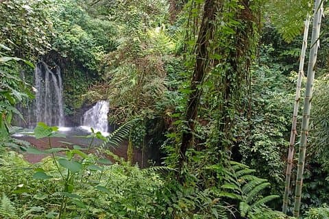 Trekking dans la jungle avec Jatiluwih, site du patrimoine de l'UNESCO à Tabanan